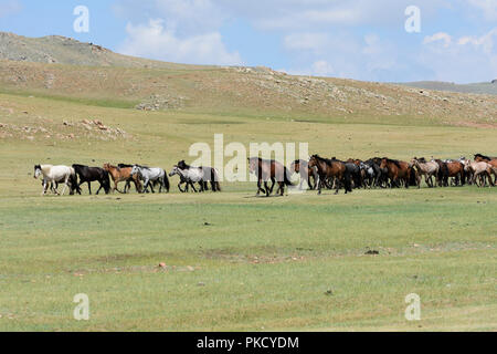 Mongolian nomad on horse, herding cashmere goats (Capra hircus laniger ...