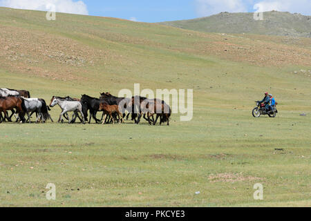 Mongolian nomad on horse, herding cashmere goats (Capra hircus laniger ...
