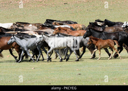 Mongolian nomad on horse, herding cashmere goats (Capra hircus laniger ...