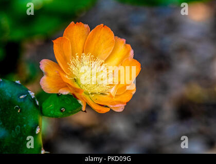 Orange cactus flower of the genus Opuntia blooming with lots of copyspace
