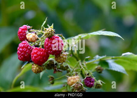 close up of ripening raspberries on bush in garden Stock Photo