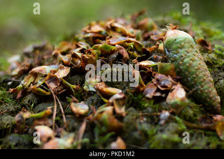 Fir tree cone lying on the ground, eaten by a squirrel. Stock Photo