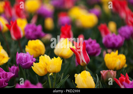 Tulips blooming in show garden in Skagit Valley, WA including Pinocchio variety Stock Photo