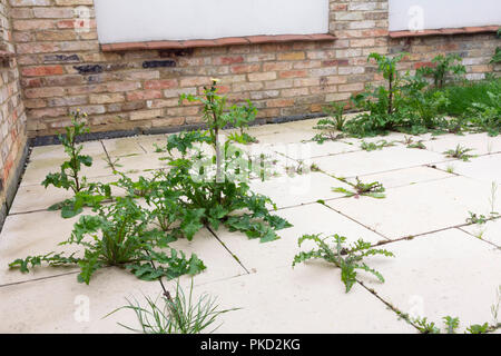 weeds growing on paved patio area Stock Photo