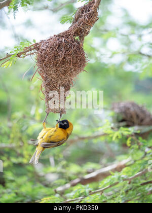 A male Lesser Masked Weaver bird building a nest in South Africa. Stock Photo