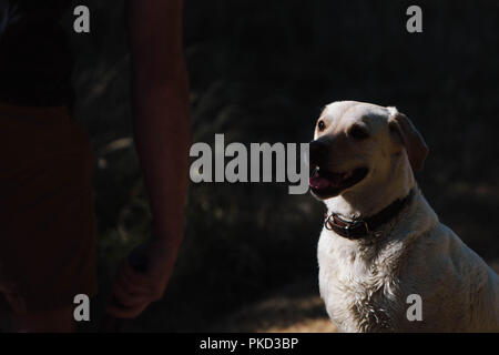 A yellow Labrador dog sitting and looking at her owner. Stock Photo