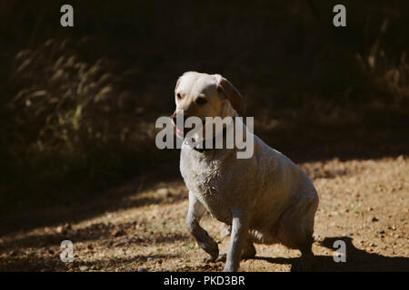 A yellow Labrador dog sitting down with one paw raised. Stock Photo