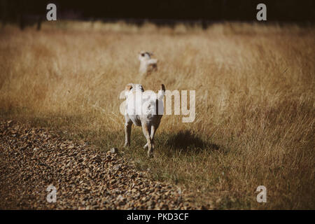 Two golden Labrador dogs running in long grass in summer. Stock Photo