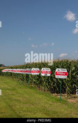 Galien, Michigan - Varieties of corn growing from seeds produced by Pioneer, a DuPont company. Nearly all corn grown in the United States is genetical Stock Photo