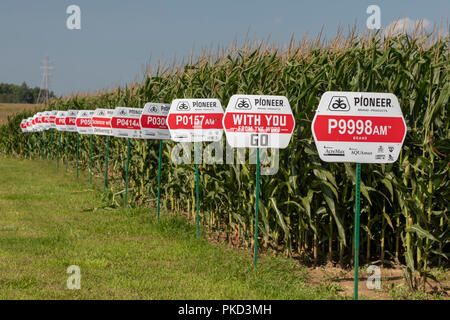 Galien, Michigan - Varieties of corn growing from seeds produced by Pioneer, a DuPont company. Nearly all corn grown in the United States is genetical Stock Photo