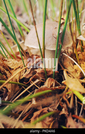 One big birch bolete among many orange and brown leaves and green grass stems on the ground in the autumn forest. Edible mushroom harvest Stock Photo