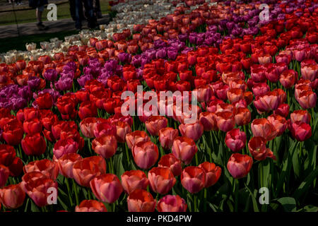 Netherlands,Lisse,Europe, a close up of a flower Stock Photo