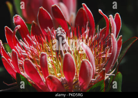 The open bloom with amazing light on a beautiful Queen Protea Fynbos in the Harold Porter National Botanical Gardens in South Africa, near Cape Town. Stock Photo