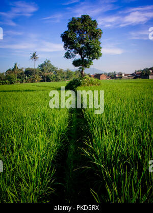 Single Tree in the middle of rice field with the blue sky Stock Photo ...