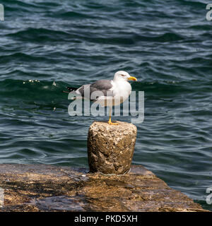 Poreč, Istria, Croatia - One-legged seagull standing on the stone quay Stock Photo