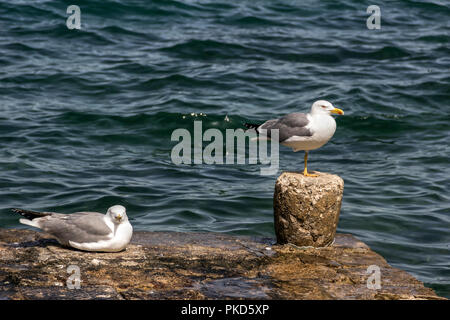 Poreč, Istria, Croatia - Two seagulls, one one-legged, resting on the stone quay Stock Photo