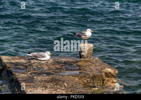 Poreč, Istria, Croatia - Two seagulls, one one-legged, resting on the stone quay Stock Photo