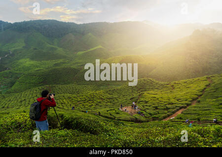 Young asian photographer traveling into tea fields with mist. Young man traveler take a photo of mountain tea field with foggy, Enjoying tea plantatio Stock Photo