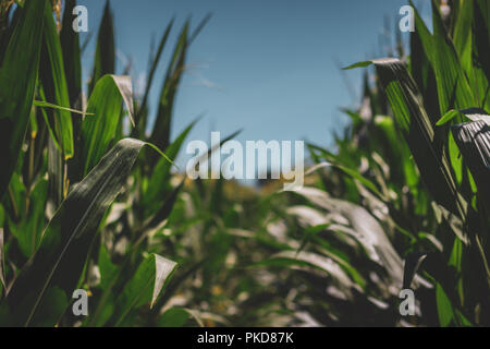 Closeup of rows of tall corn stalks on a summer day with clear blue sky, LaPorte, Indiana Stock Photo