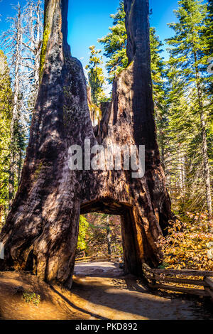 Dead Giant in Yosemite National Park, California Stock Photo
