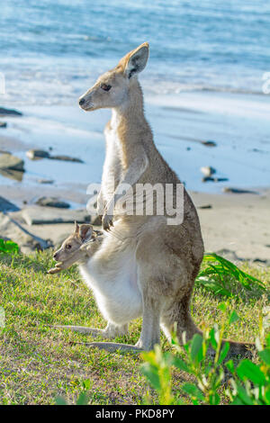 Female eastern grey kangaroo, Macropus giganteus, on grass beside beach and Pacific Ocean with joey peering out of pouch in the wild in NSW Australia Stock Photo