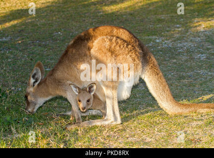 Female eastern grey kangaroo, Macropus giganteus, feeding on grass with joey peering out of pouch in the wild in NSW Australia Stock Photo