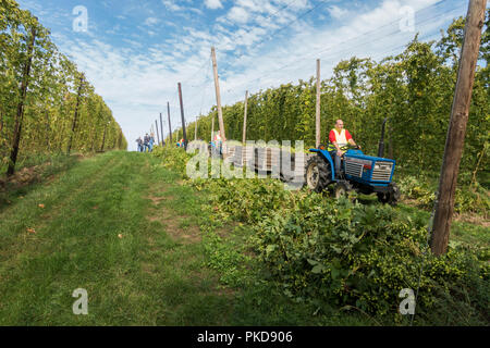 Farm workers harvesting hops, hop harvest, hop yard, Limburg, Netherlands. Stock Photo