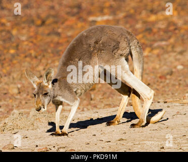 Red kangaroo, Macropus rufus, on barren red soul of Australian outback during drought at Culgoa Floodplains National Park, Qld Stock Photo