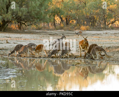 Mob of red kangaroos, Macropus rufus, drinking & reflected in calm water of creek at dusk during drought in outback Australia Stock Photo
