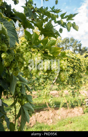 Hops cones,, hop cones on plant, Humulus lupus, beer making. Stock Photo