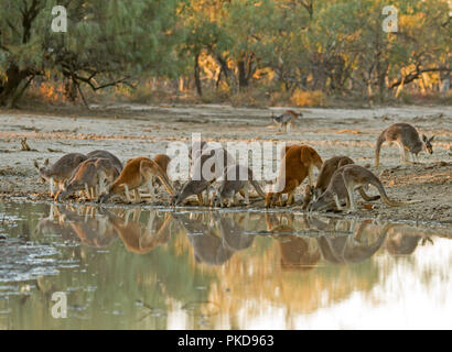 Mob of red kangaroos, Macropus rufus, drinking & reflected in calm water of creek at dusk during drought in outback Australia Stock Photo