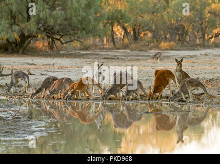 Mob of red kangaroos, Macropus rufus, drinking & reflected in calm water of creek at dusk during drought in outback Australia Stock Photo