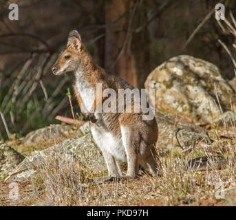 Female Australian red-necked wallaby, Macropus rufogriseus in the wild among boulders at Warrumbungle National Park NSW Stock Photo