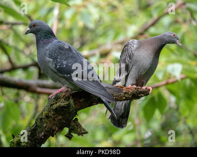 Two pigeons sat on a branch looking in opposite directions Stock Photo