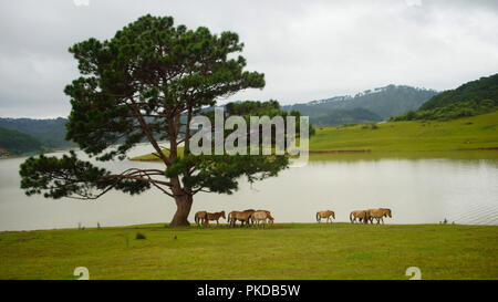 Wild horses live in the meadow steppes, in the Suoivang lake, Lam Dong Province, Vietnam. Not yet thoroughbred, wild horses have habits and living on Stock Photo