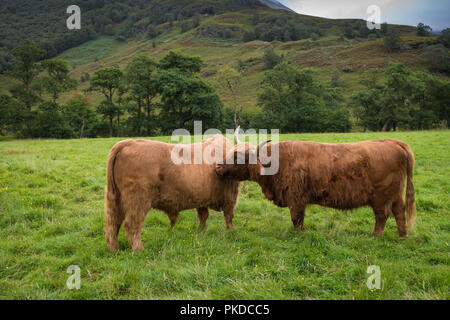 Cow and bull, Scottish Highland cattle, Ben Nevis, Scottish Highlands, Scotland, UK Stock Photo