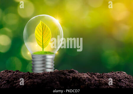 The bulb is located on the inside with leaves forest and the trees are in the light. Concepts of environmental conservation and global warming plant g Stock Photo