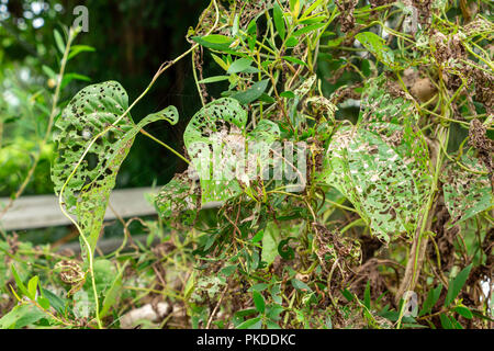 Air potato plant (Dioscorea bulbifera) with leaves eaten by air potato leaf beetle (Lilioceris cheni) released as biological control agent - Davie, Fl Stock Photo