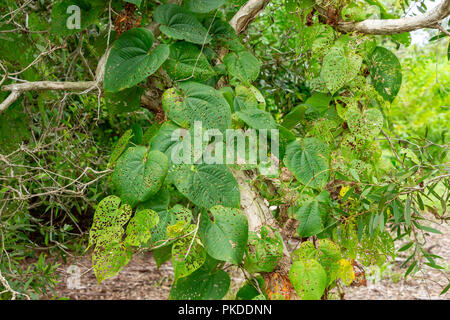 Air potato plant (Dioscorea bulbifera) with leaves eaten by air potato leaf beetle (Lilioceris cheni) released as biological control agent - Davie, Fl Stock Photo