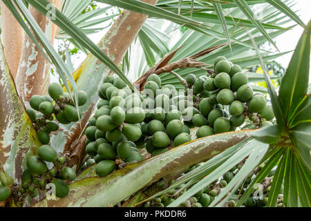Bismark palm tree (Bismarckia nobilis) fruit closeup - Davie, Florida, USA Stock Photo