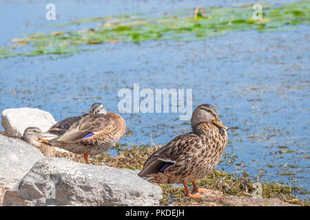 Three mallard ducks (Anas Platyrhyncos) found on the shore of Lake Couchiching in Orillia Ontario. Stock Photo