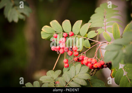 Are mountain ash berries poisonous store to dogs