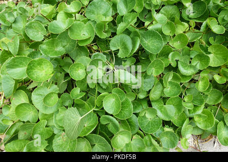 Gotu Kola, Centella asiatica or Pennywort, also known as plant to cure arthritis Stock Photo