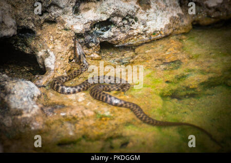 Smooth snake, Coronella austriaca, In Bulgarian part of Black sea Stock Photo
