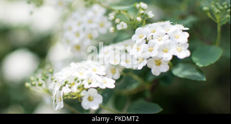 Spiraea nipponica 'Snowmound' flowers closeup. I is a flowering plant in the family Rosaceae, native to the island of Shikoku, Japan. The specific epi Stock Photo