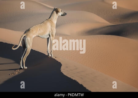 A brown Sloughi dog (Arabian greyhound) stands on top of a sand dune in the Sahara desert of Morocco. Stock Photo