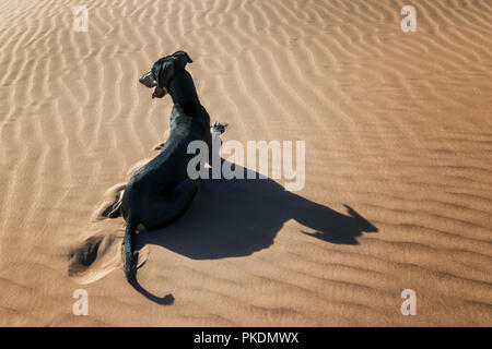 A black Sloughi dog (Arabian greyhound) rests in the sand dunes in the Sahara desert of Morocco. Stock Photo