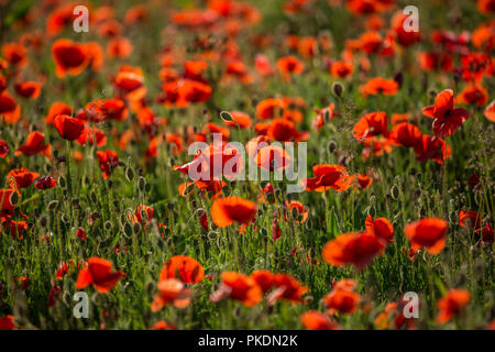 Poppies in Sunlight, Polly Joke, West Pentire, Cornwall Stock Photo