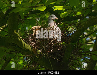 wood pigeon, Columba palumbus, in its nest on a tree, Lancashire, UK Stock Photo