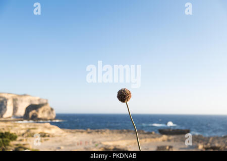 Wild Leek Flowers with Gozo Island Limestone Cliffs in the Background Stock Photo